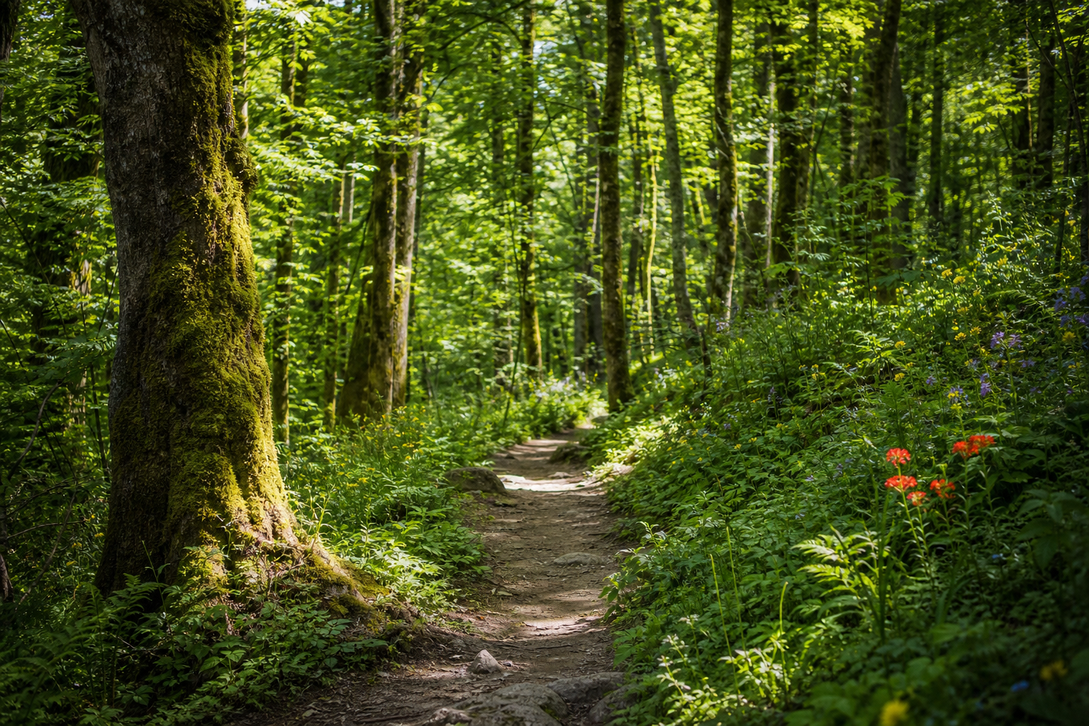 Scenic Hiking Trail Through Misty Forest